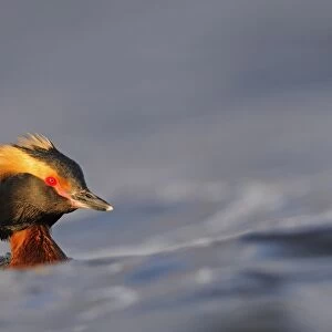Slavonian Grebe (Podiceps auritus) adult, breeding plumage, swimming between waves, Iceland, June