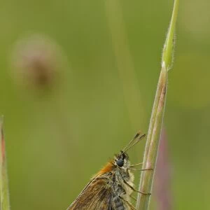 Small Skipper (Thymelicus sylvestris) adult female, laying eggs in grass leaf sheath, Powys, Wales, june