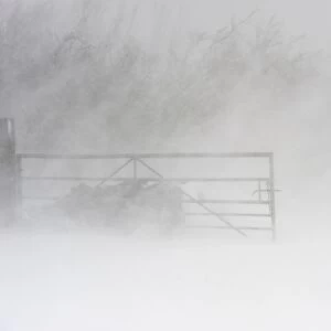 Snow drifting in farm gateway during snowstorm, Cumbria, England, March