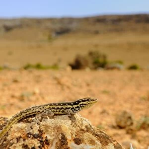 Socotra Rock Gecko (Pristurus sokotranus) adult, resting on rock in desert habitat, Socotra, Yemen, march