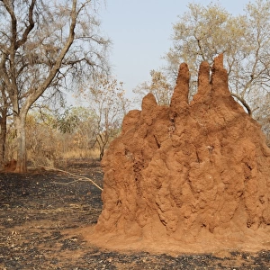 Termite (Termitoidae sp. ) mound, in open woodland habitat, Gambia, march