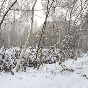 Track through snow covered coppice woodland habitat, Cromers Wood Nature Reserve, Kent Wildlife Trust, Kent, England