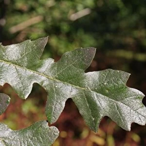 Turkey Oak (Quercus cerris) close-up of leaf, growing in woodland, Vicarage Plantation, Mendlesham, Suffolk, England