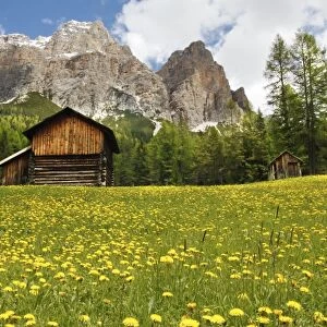 View of mountain huts in meadow with mass of flowering dandelions, with pine forest and mountain peaks in background