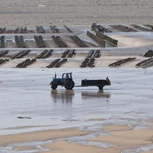 View of oyster beds with tractor and trailer at low tide, Pirou Beach, Manche, Normandy, France, February