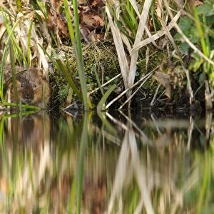Water Vole (Arvicola terrestris) adult, feeding on reeds at edge of canal bank, Cromford Canal, Derbyshire, England