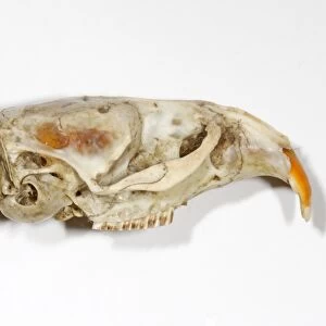 Water Vole (Arvicola terrestris) skull