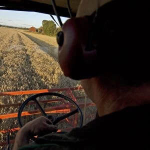 Wheat (Triticum aestivum) crop, Massey Ferguson combine harvester, interior of cab, harvesting ripe field, Sweden