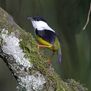 White-collared Manakin (Manacus candei) adult male, perched on branch, near Sarapiqui River, Costa Rica, February