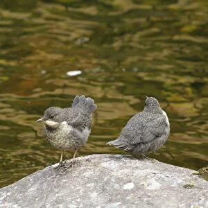 White-throated Dipper (Cinclus cinclus) two young, newly fledged, standing on rock at edge of river, Rjukan River