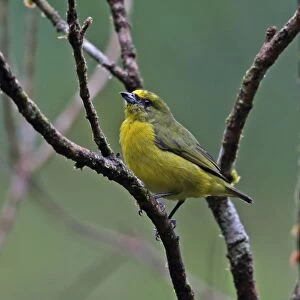 Yellow-crowned Euphonia (Euphonia luteicapilla) adult female, perched on twig, El Valle, Panama, November