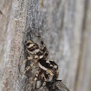 Zebra Jumping Spider (Salticus scenicus) adult, feeding on fly prey, Powys, Wales, august