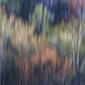 Abstract blur of trees leafing out in Spring, Tennessee