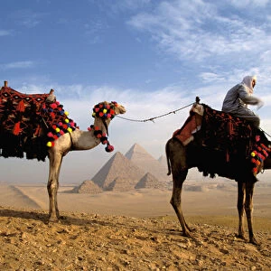 Africa, Egypt, Cairo, Giza. Camel and guide with Great Pyramids in background