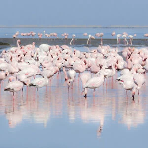 Africa, Namibia, Walvis Bay. Group of greater flamingos