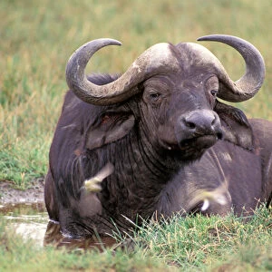 Africa, Safari, Water Buffalo