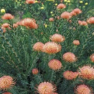 Africa, South Africa. Pincushion flower (Scabiosa) field