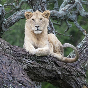 Africa, Tanzania. A young male lion sits in an old tree