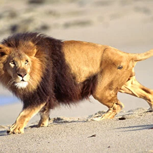 African Barbary Lion on the Beach Panthera leo Native to Africa (Movie Animal)