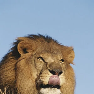 African Lion (Panthera Leo), African savannah, Captive