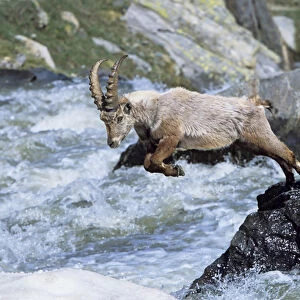 Alpine Ibex (Capra ibex) young bull trying to jump over a swollen mountain torrent in spring