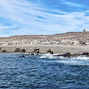 Argentina, Santa Cruz. Puerto Deseado, Isla Pinguino (Penguin Island), sea lions