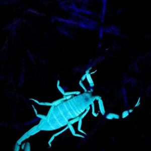 Arizona bark scorpion, Centruroides exilicauda, glowing in UV light, Grand Canyon National Park