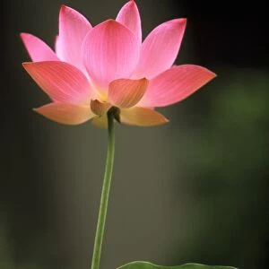 Asia, Cambodia. Lotus flower
