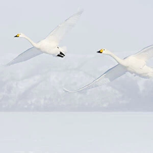 Asia, Japan, Hokkaido, Lake Kussharo, Two Whooper Swans Flying
