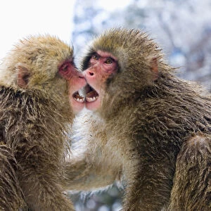 Asia, Japan, Nagano Mountains. Two Japanese macaques or snow monkeys playing. Credit as