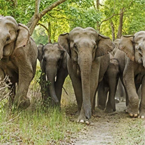 Asian Elephant Family in the Sal Forest. Corbett National Park, India