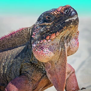 Bahamas, Exuma Island. Close-up of iguana on beach