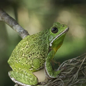 Barking tree frog on branch, Hyla gratiosa, Florida