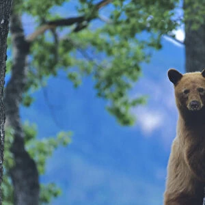 Black Bear sow in Tree in Glacier National Park in Montana