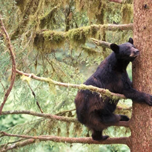 black bear, Ursus americanus, sow in tree, Anan Creek, Tongass National Forest, southeast