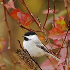 Black-capped Chickadee, Poecile atricapilla, adult eating flower seeds, Grand Teton NP