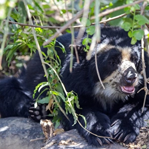The black spectacled bear is the only species of bear found in South America