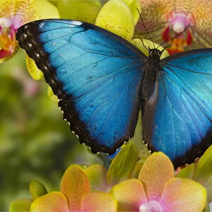 Blue Morpho Butterfly, Morpho peleides, on Orchid