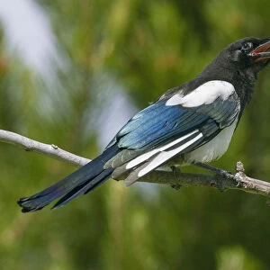 Bozeman, Montana, USA. Black-billed magpie vocalizing