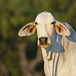 Brahma Cow
