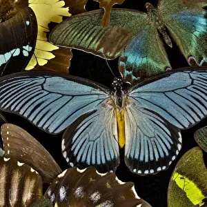Butterflies grouped together to make pattern with African Blue, Papilio zalmoxis, Sammamish