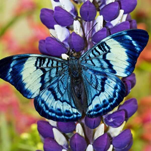 Butterfly, Panacea procilla on lupine, Bandon, Oregon