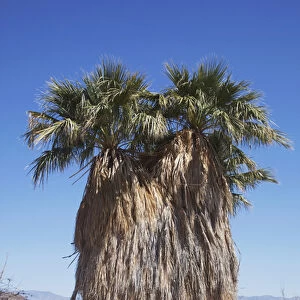 CA, Anza-Borrego Desert State Park, California fan palm tree