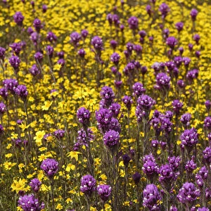 California. Owls clover and a variety of yellow flowers fill a meadow in Carrizo