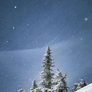 Canada, British Columbia. Lone tree on alpine slope in winter snow