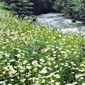 Canada, British Columbia, Radium Hot Springs. A multitude of daisies surround Radium Hot Springs