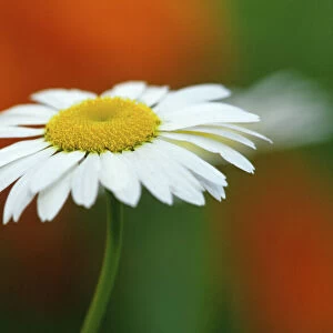 Canada, Manitoba, Winnipeg. Common daisy flower close-up