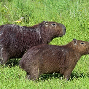 Capybara (Hydrochoerus hydrochaeris), Corrientes, Argentina