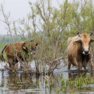 Cattle in the flooded Danube Delta near the Sulina Channel