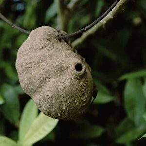 Central America - Costa Rica - Dominical - Mud wasp nest built on lone twig